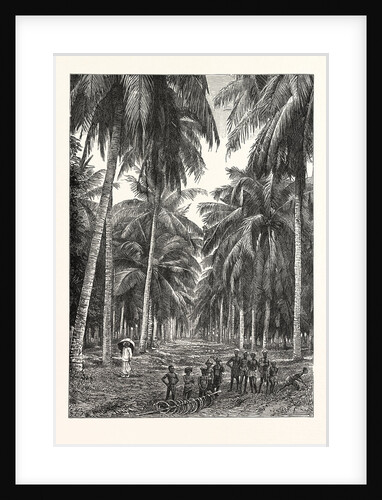 Cocoa-Nut Plantation in Ceylon, Sri Lanka by Anonymous
