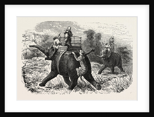Tiger Hunting with Elephants in India by Anonymous