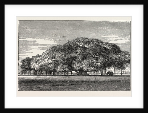 The Great Banyan Tree (Ficus Indica) in the Botanical Gardens, Calcutta, India by Anonymous