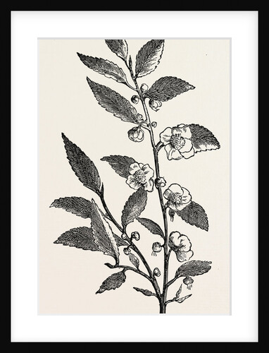 Tea Plant (Thea Viridis) by Anonymous