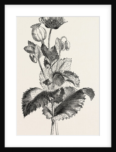 The Opium Poppy (Papaver Somniferum) by Anonymous