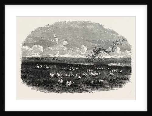 Scene on the Steppes of the Caspian by Anonymous