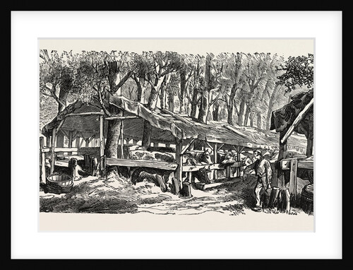 Refuges in the Jardin Des Plantes in Paris for the Nutrition of Cattle, France by Anonymous