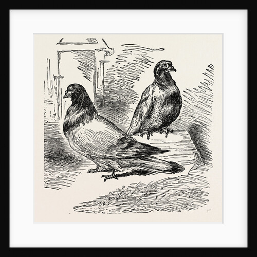 The Famous Pigeon Gambetta and Keratry by Anonymous