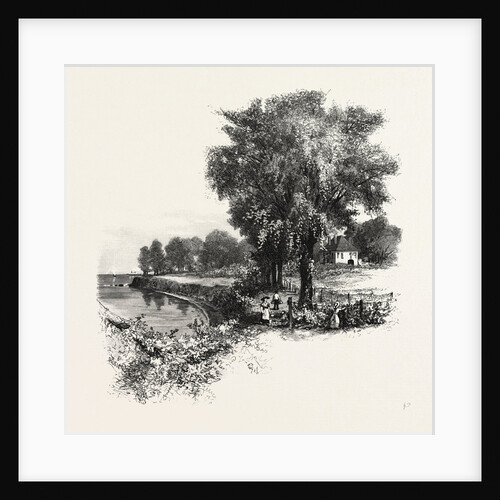 Catawba Vineyard, Pelee Island, Canada by Anonymous