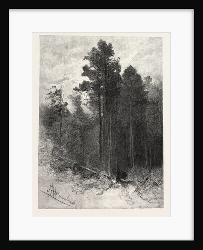 A Forest Pathway, Canada by Anonymous