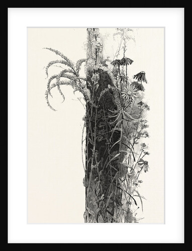 Wayside Flowers, Canada by Anonymous