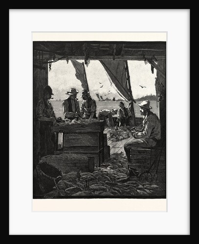 Preparing Fish for Market, Canada by Anonymous