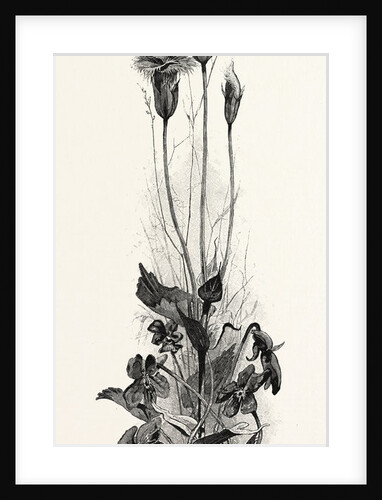Wood Violets, and Fringed Gentian, Canada by Anonymous