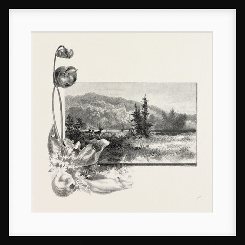 The Lower St. Lawrence, Home of the Pitcher Plant, Canada by Anonymous