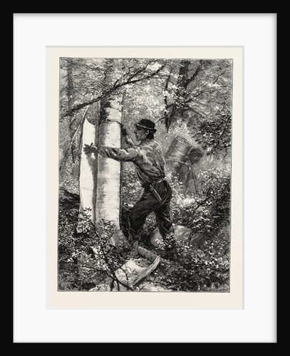 New Brunswick, Stripping or Barking a Tree for Torches, Canada by Anonymous