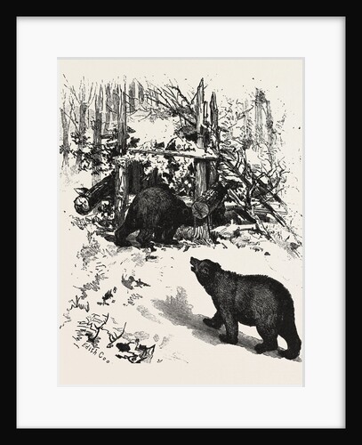 Bear Trap, Canada by Anonymous