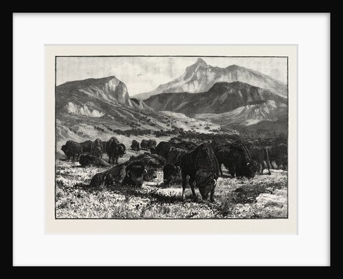 At the Foothills of the Rocky Mountains, Canada by Anonymous
