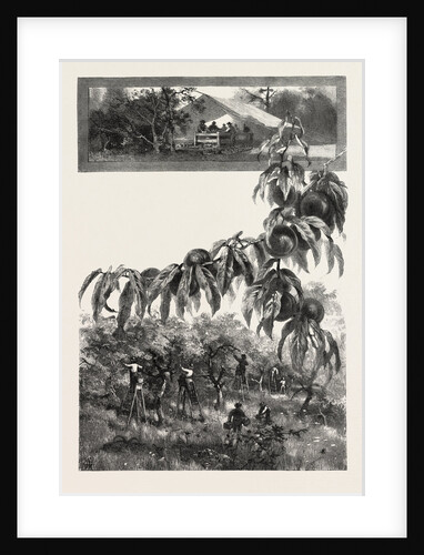 Niagara District, the Fruit Harvest, Canada by Anonymous