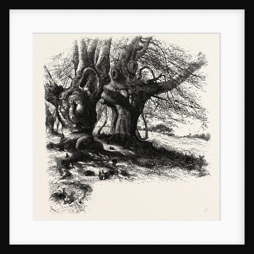 The Forest Scenery of Great Britain: Burnham Beeches by Anonymous