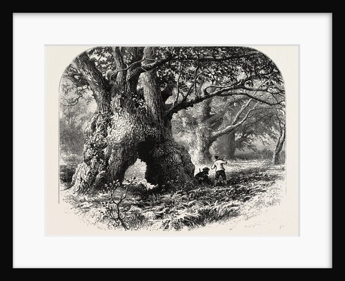 The Forest Scenery of Great Britain: Oaks in Needwood Forest by Anonymous