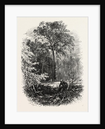 The Forest Scenery of Great Britain: The Victoria Oak, Windsor Forest by Anonymous