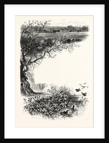 In Richmond Park, London by Anonymous