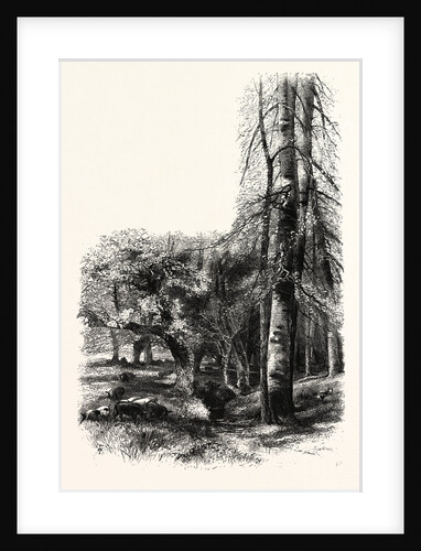 In the New Forest, Near Lyndhurst by Anonymous