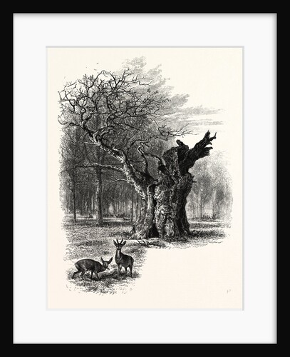 Giant Oak, Near Cranbourne Tower by Anonymous
