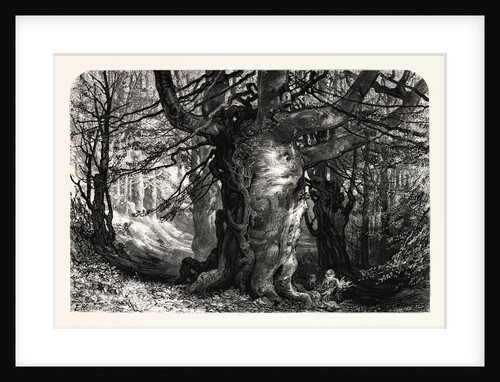 The Forest Scenery of Great Britain: Burnham Beeches by Anonymous