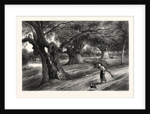 The Forest Scenery of Great Britain: At Burnham Beeches by Anonymous
