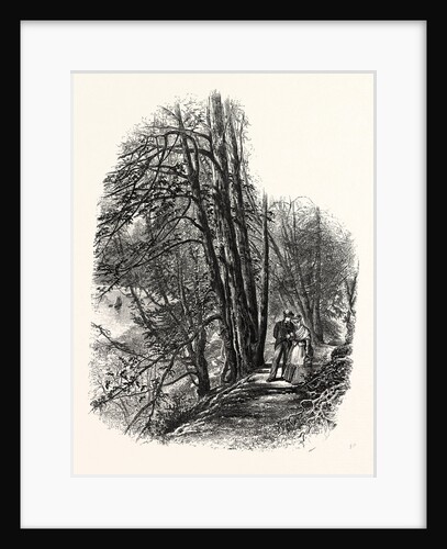 In Cliefden Woods by Anonymous
