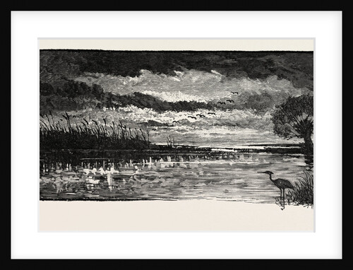The Rivers of the Wash: A Bit of Fen by Anonymous