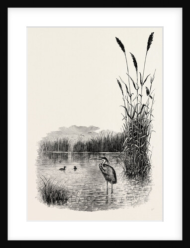 Among the Fens by Anonymous