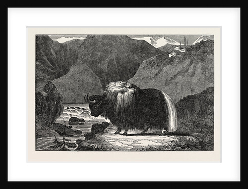The Yak of Thibet by Anonymous