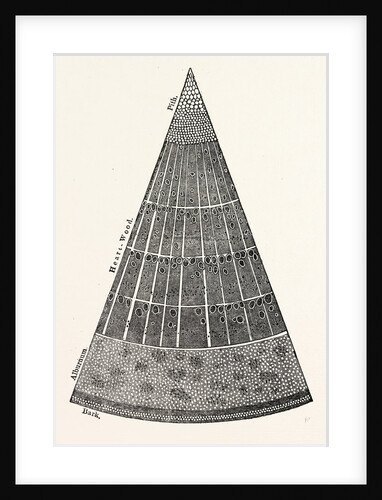 Portion of a Section of the Branch of a Tree. by Anonymous