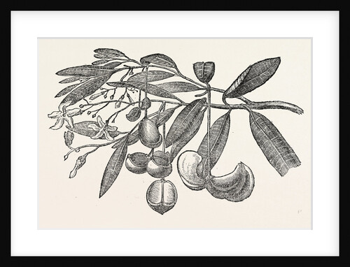 Fruit and Flowers of the Eve's Apple by Anonymous