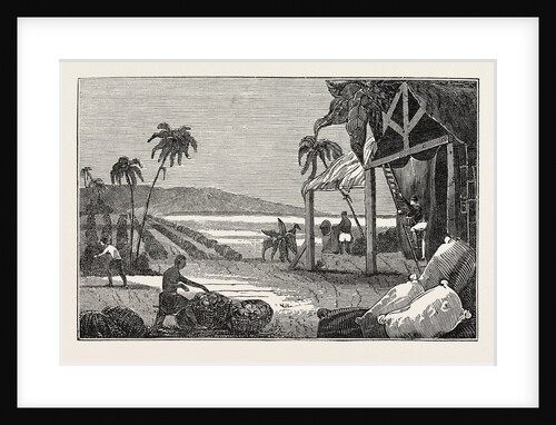 Cultivation of the Cotton Plant, Guiana by Anonymous