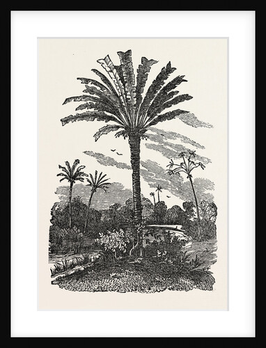 The Fan-Palm, Fan Palm by Anonymous