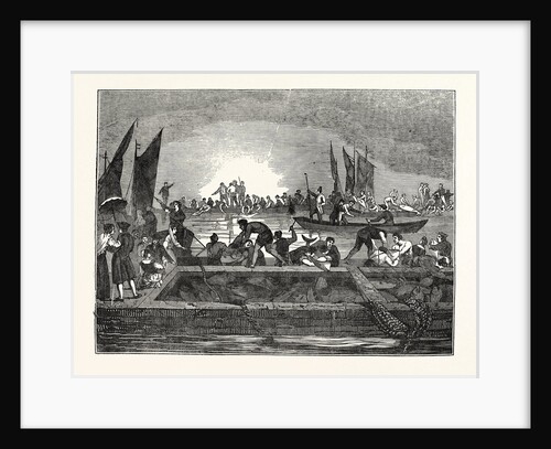 The Tunny Fishery by Anonymous