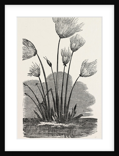 The Cyperus Papyrus. by Anonymous