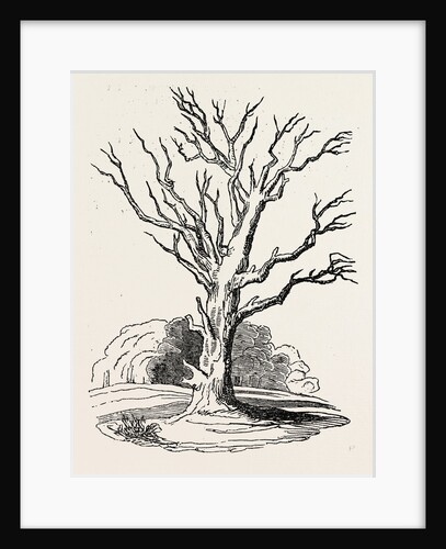 Herne's Oak, in Windsor Park by Anonymous