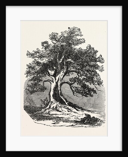 An Old Oak, in Its Decayed State. by Anonymous