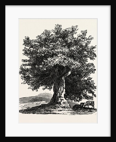 The Renewed Tree. by Anonymous