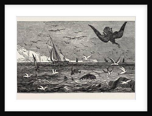 The Dolphin (or Dorado) Pursuing the Flying Fish by Anonymous