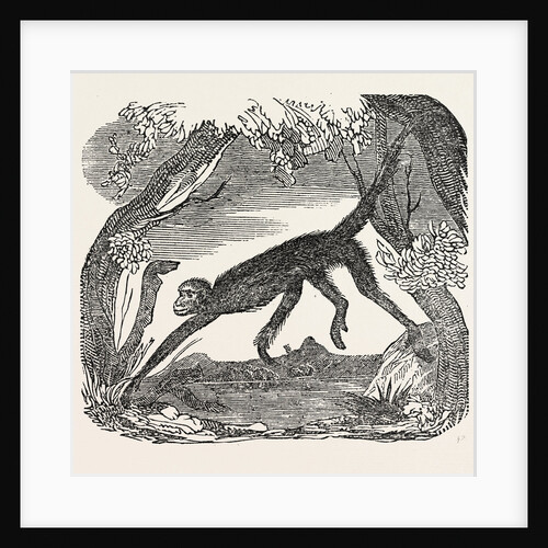 The Spider Monkey. by Anonymous