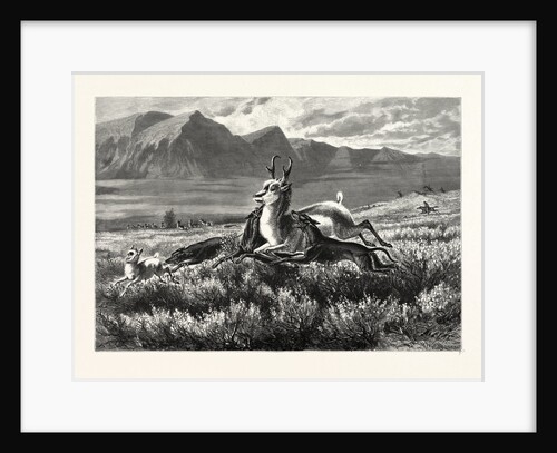Antelope-Hunting on the Plains. W.M. Cary by Anonymous