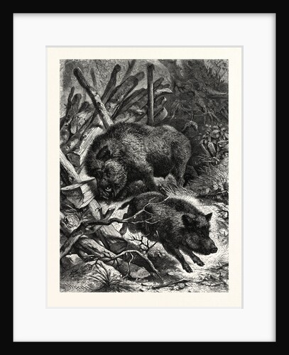 Wild Boars by Anonymous