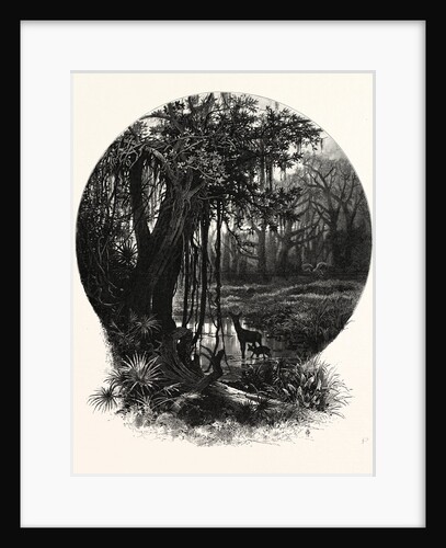 A Hummock, Florida by Anonymous