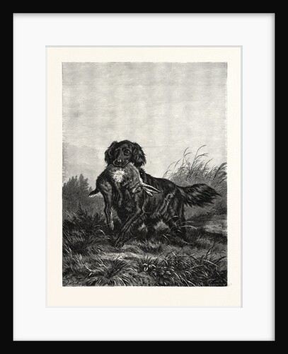 A Retriever by Anonymous