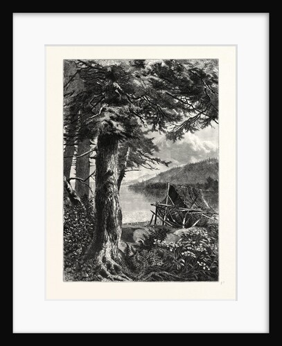Hemlocks of Lake Otsego by Anonymous
