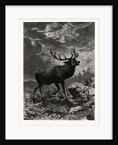 A Deer; after Specht by Anonymous
