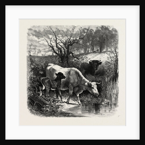 The Sunny Slope by Anonymous