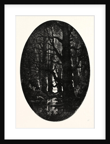 How Many Centuries of Change and Chance Those Gnarled Gray Trunks Have Sentineled, Calm and Still by Anonymous