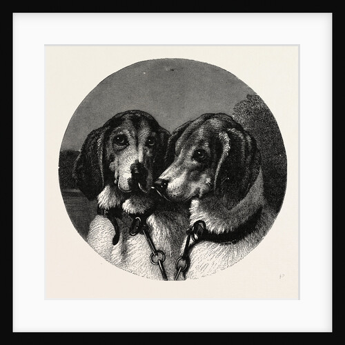 The Stag-Hounds by Anonymous